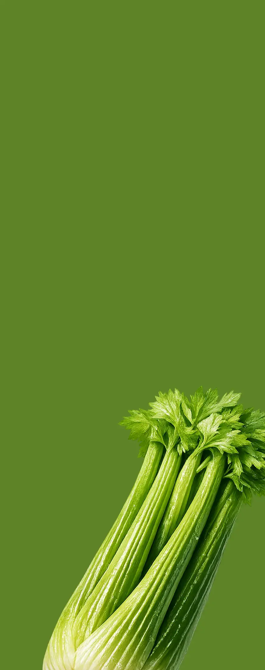 Celery